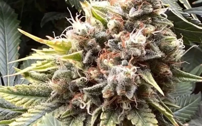 The Ultimate Fruity Bundle Pack: Sweet Flavours, Strong Yields, and Outdoor Power