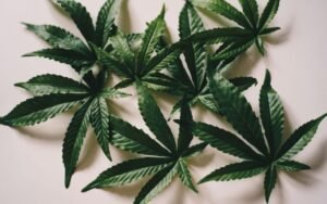 The Ultimate Spring Grow Boost: Max THC Bundle Pack Explained