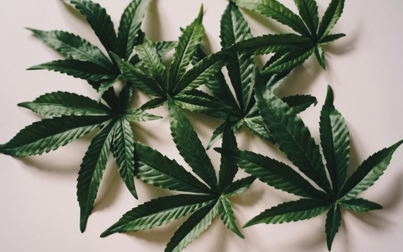 The Ultimate Spring Grow Boost: Max THC Bundle Pack Explained