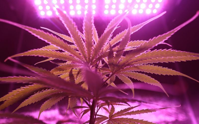 How Big Pharma Lobbyists Work to Limit Cannabis Clone Cultivation