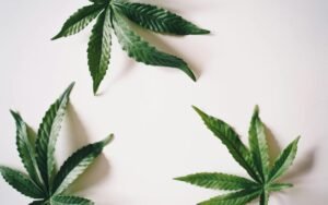 The Role of Pharmaceutical Companies in Shaping Cannabis Laws