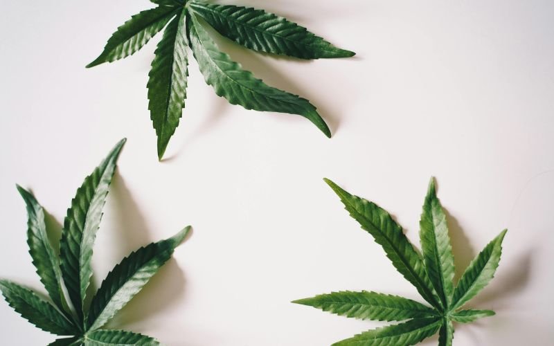 The Role of Pharmaceutical Companies in Shaping Cannabis Laws