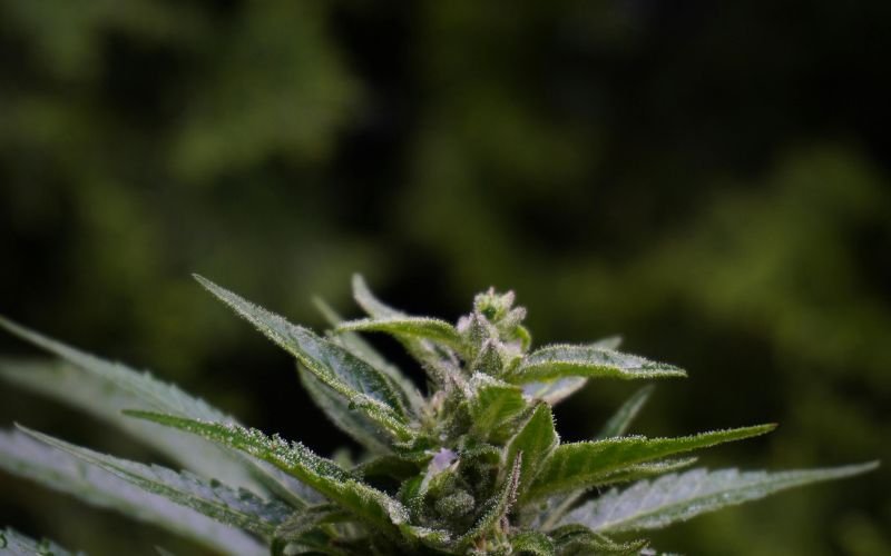 The Science Behind Cannabis Cloning: How Cannabis Clones Canada Ensures Strong Genetics