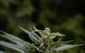 Cannabis Strain ‘Gas