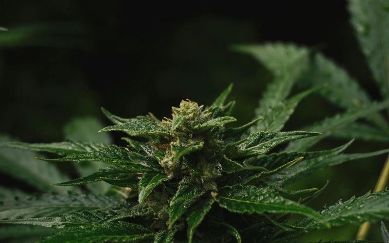Clone Care 101: Feeding, Lighting, and Environment Tips for Early Growth Success