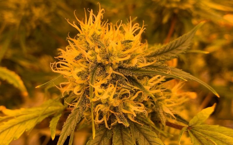 Top 5 Mistakes First-Time Clone Growers Make
