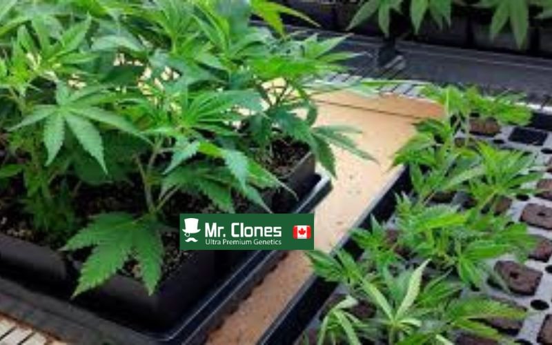 How to Spot a Weak Cannabis Clone (And Why You’ll Never Get One from Cannabis Clones Canada)
