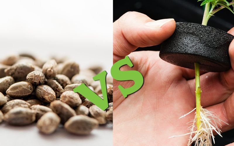 Seed vs. Clone: Why Canadian Growers Are Switching to Clones in 2025