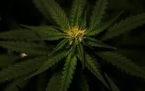Why-Strain-Genetics-Matter