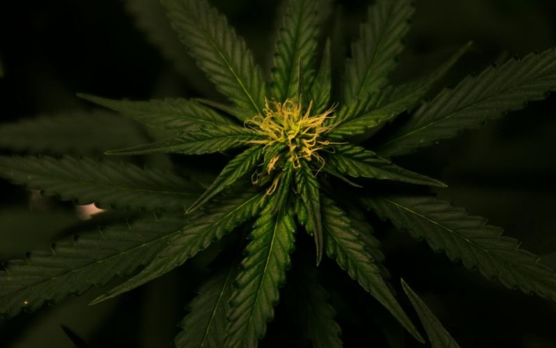 Why Strain Genetics Matter: How Cannabis Clones Canada Delivers Consistent Cannabis Quality