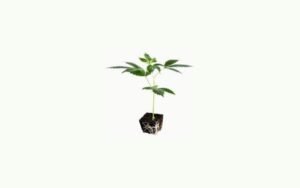 How Indica and Sativa Clones Affect Yield