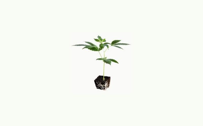 How Indica and Sativa Clones Affect Yield, Flowering Time, and Potency