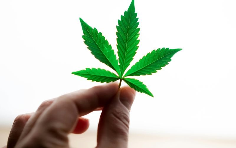 How to Safely Receive Cannabis Clones in Winter Without Risking Plant Health