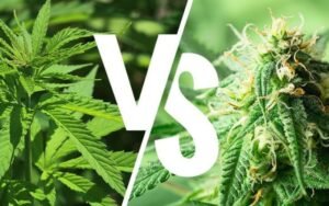 Indica vs Sativa Clone