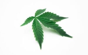 Indica vs Sativa Effects