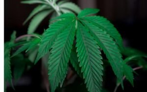 Indica vs Sativa Effects: Choosing the Right Clone Based on Your Needs
