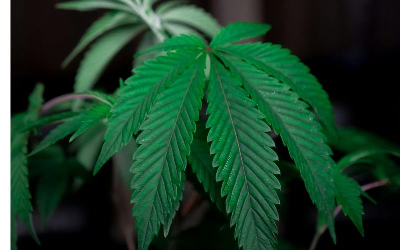The Truth About Hybrid Clones: Are They Better Than Pure Indica or Sativa?