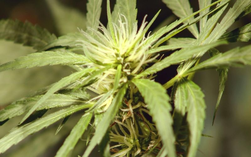 Why Cannabis Clones Are the Smart Choice for Budget Growers in 2025