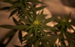 The Best Time to Harvest Summer-Grown Cannabis Clones in Canada