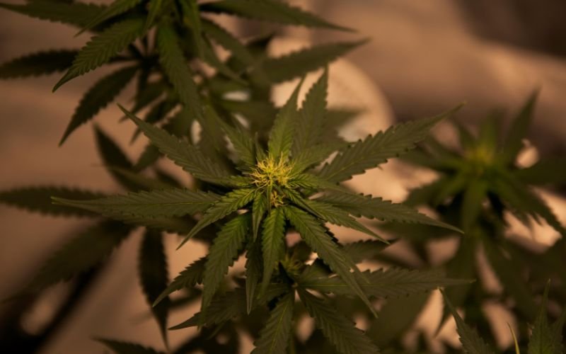 The Best Time to Harvest Summer-Grown Cannabis Clones in Canada