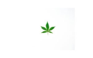 Why Clones Perform Better Than Seeds in Summer Conditions