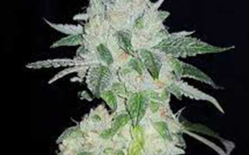 Growing El Chapo from Clone: Tips for a Potent and Pungent Harvest