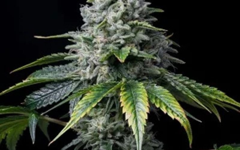 How to Maximize Yield and Aroma with Gummy Buns Clones