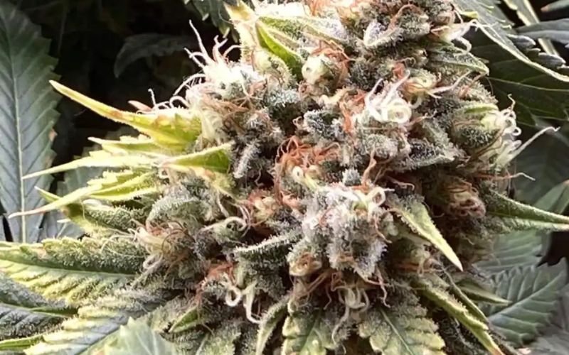 How to Get the Most Resin and Aroma from Your MAC Donuts Clones