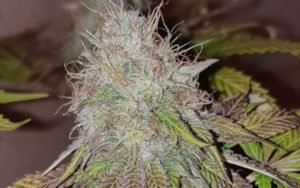Mixed Hybrid Bundle: Perfect for Growers Who Want Flavor & Flexibility