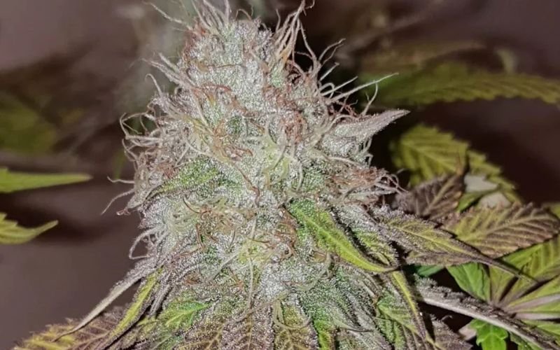 Mixed Hybrid Bundle: Perfect for Growers Who Want Flavor & Flexibility