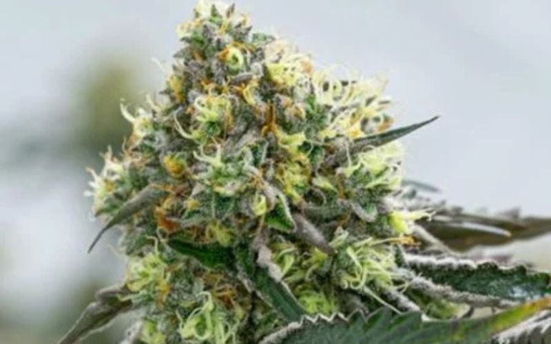 The Power of Variety: Why Growers Love Our Mixed Hybrid Clone Pack