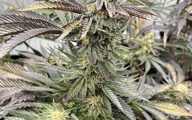 Peanut Butter Rockstar vs. Traditional Rockstar: What’s the Difference in Your Grow?
