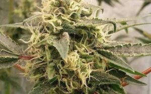 Pinkmans Goo Clones