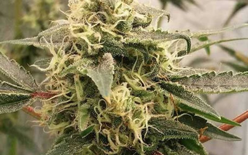 From Flower to Effect: What Makes Pinkmans Goo a Top-Shelf Choice?