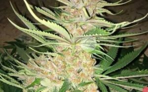 Pinkmans Goo Clones
