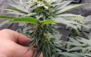 Unlocking the Terp Profile of Strawberry Gary Grower Tips & Expectations