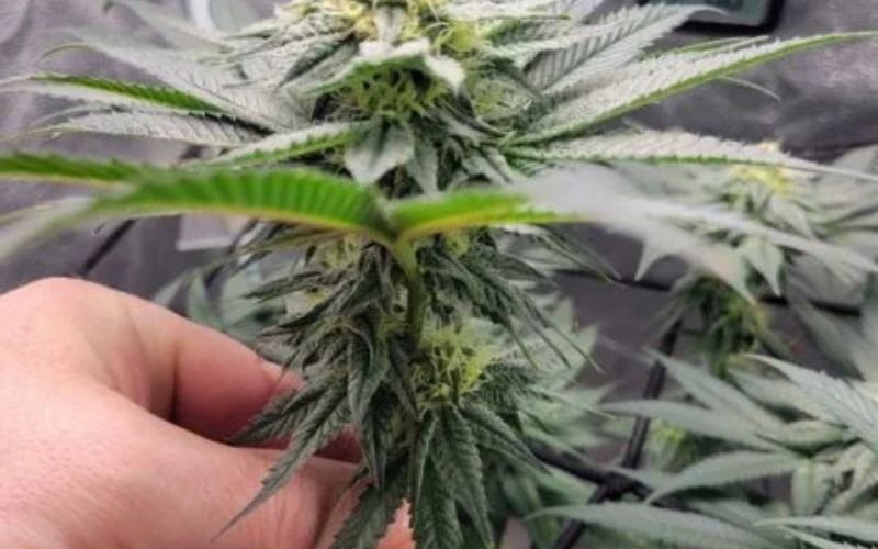Unlocking the Terp Profile of Strawberry Gary: Grower Tips & Expectations