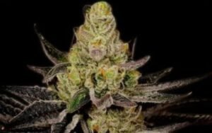 Blackberry Clones