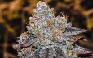 Death Bubba Clones