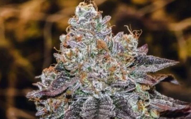 The Power of Death Bubba Clones: Why Growers Love This Classic Strain