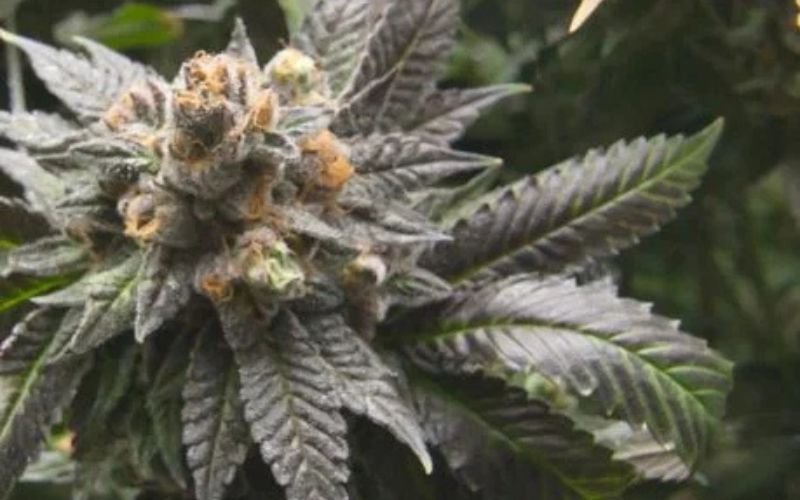 Exploring the Genetics and Grow Tips of Grey God Clones
