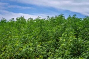 Grey Goose The Smooth-Hitting Clone Built for Top-Shelf Yields
