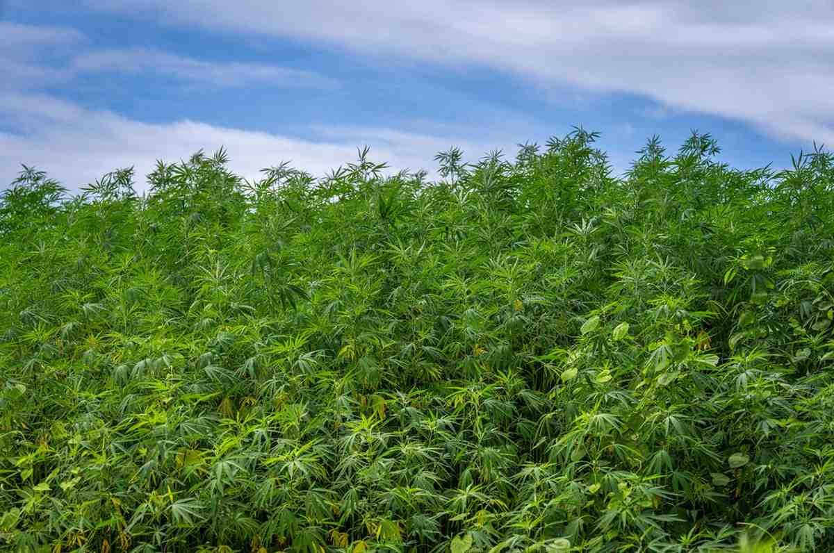 Grey Goose: The Smooth-Hitting Clone Built for Top-Shelf Yields