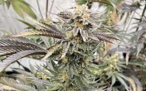 Peanut Butter Rockstar