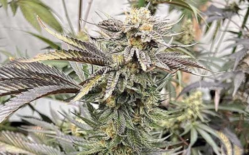 Peanut Butter Rockstar Clones: Perfect Blend of Flavour and Potency
