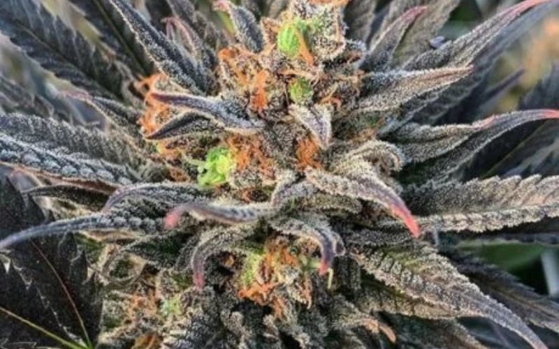 Best Lighting and Nutrient Setup for Fruity Clones Like Pineapple God & Blackberry