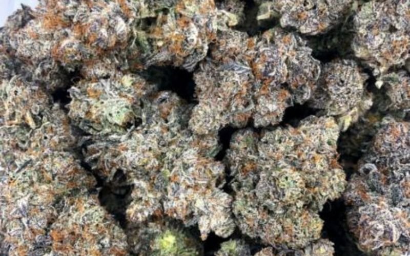 Why Strawberry Gary Clones Are a Sweet Choice for Canadian Growers