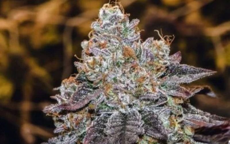 Flavour-Focused Growing: Enhancing Terpenes in Cannabis Clones Canada’ Sunset Sherbet Strains