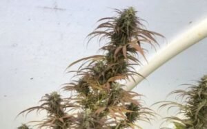 Sunset Sherbert