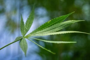 Why Pineapple God is a Must-Have Clone for Tropical Flavour Lovers